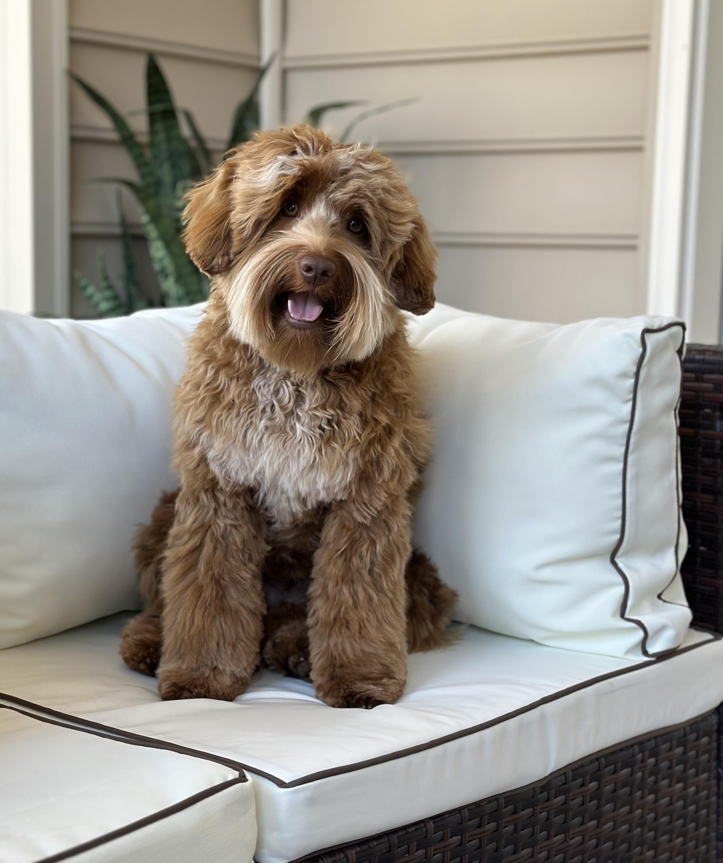 Welcome Acres Labradoodles in Maryland | Australian Labradoodle
