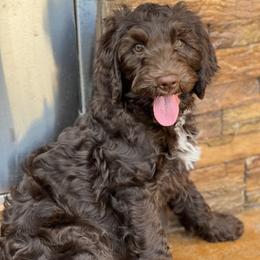 Australian Labradoodle Puppies from QuiSal Labradoodles