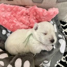 Miniature Schnauzer Puppies from Schnauzers on Robinson Lane