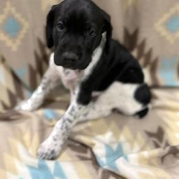 Beretta - Black and white female German Shorthaired Pointer puppy in Banning, California from Lisa’s GSP’s