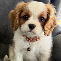 George - Blenheim male Cavalier King Charles Spaniel puppy in Greenville, Kentucky from Witzel Cavaliers
