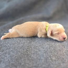 Heartland Darling - Cream female Dachshund puppy in Tucson, Arizona from Crowned Doxies