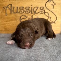 Jedi - Red tri-color male Australian Shepherd puppy in Tuftonboro, New Hampshire from Aussies Edge Farm