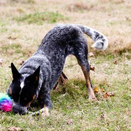 Reckon - Blue speckled Australian Cattle Dog puppy in Texarkana, Texas from Outline Australian Cattle Dogs