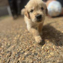 Boy 6 - Golden male Golden Retriever puppy in Tyler, Texas from Cedar Hollow Retrievers