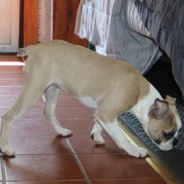 Boston Terrier Puppies from The Boston Puppy