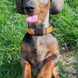 Dachshunds from Joy's Diamond Dachshunds