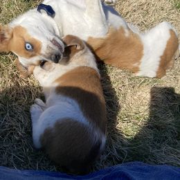 Australian Cattle Dog and Companion Cross Puppies from MX Kennel - Central MO