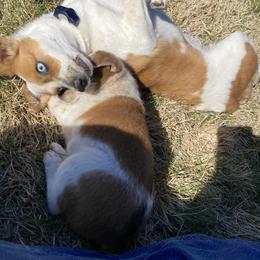 Australian Cattle Dog and Companion Cross Puppies from MX Kennel - Central MO