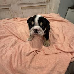 Bulldog Puppies from Bulldog's 4 Brothers