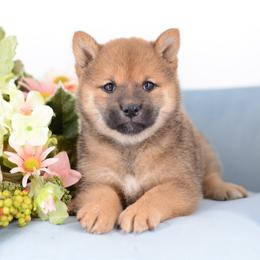 Girl 1 - Red female Shiba Inu puppy in Neosho, Missouri from Sunny Terrace Shibas