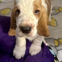 Boy 1 - Red and white Basset Hound puppy in Gilbert, Arizona from Redhead Hounds