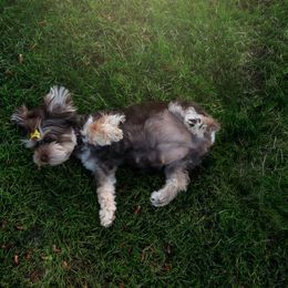 Bonbon - Yorkshire Terrier