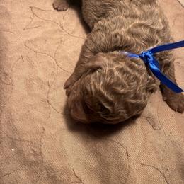 Blue male - Brown male Chesapeake Bay Retriever puppy in Houston, Texas from Monarch Chesapeakes