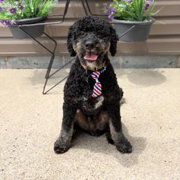 Beau - Bernedoodle