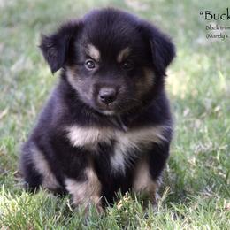 Buckshot - Black tri male Miniature Australian Shepherd puppy in Evant, Texas from Lazy VT Bar Ranch