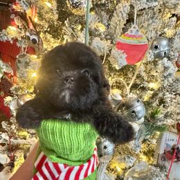 Eve - Black female Shihpoo puppy in Rush, New York from Care Bear Puppies