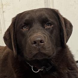 Colorado - Labrador Retriever