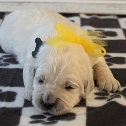 Colton - Light golden male Golden Retriever puppy in Falcon, Missouri from Edge Farm LLC