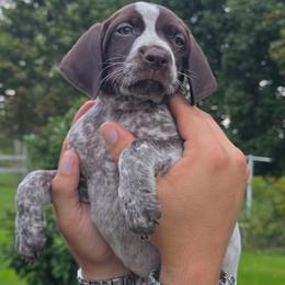 Pink collar female - Liver roan female German Shorthaired Pointer puppy in New York from Bishop Kennels