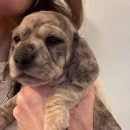 Girl 3 - Brindle female Dachshund puppy in Midlothian, Virginia from RVA Dachshunds