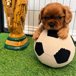 Blue male puppy - Ruby male Cavalier King Charles Spaniel puppy in Texas from Meyer's Cavalier