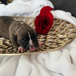Purple - Brindle female Boxer puppy in Denver, Colorado from Yuni’s AKC Boxers