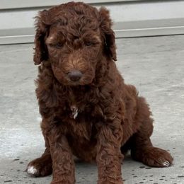 Goldendoodles and Poodles from TimberHills Farm