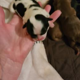 Shih Tzu Puppies from Tammy's Shihtzu Shack