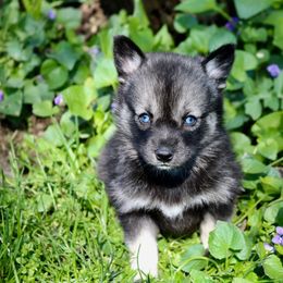 Pomeranian and Pomsky Puppies from Husky Hill Kennel