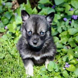 Pomeranian and Pomsky Puppies from Husky Hill Kennel