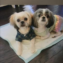 Simba - Shih Tzu