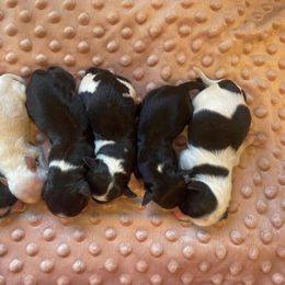 Havanese puppies from La Brisa Havanese