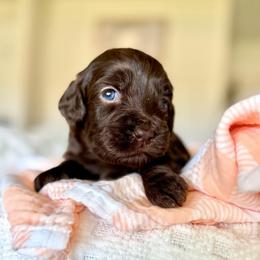 Cozy - Chocolate female Goldendoodle puppy in Queen Creek, Arizona from Sunny Doodles