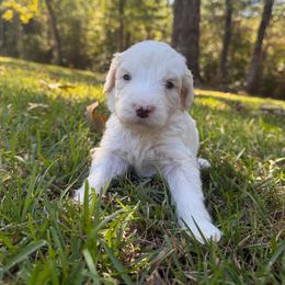 Blue - White male Sheepadoodle puppy in Fayette, Alabama from Luxapallila Sheepadoodles