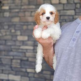 Sal - Blenheim male Cavapoo puppy in Apple Creek, Ohio from Grandeur Valley Puppies