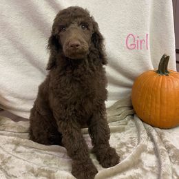 Poodle Puppies from Marion Standard Poodles