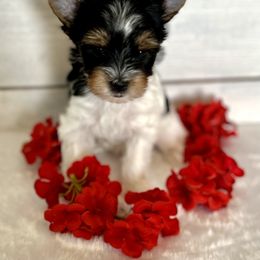 Biewer Terrier Puppies from Bouquet Biewers
