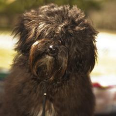 Dmitri - Russian Tsvetnaya Bolonka