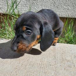 Pibble - Black and tan male Dachshund puppy in Tucson, Arizona from Luna May's daschunds