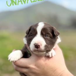 Audrey - Red female Border Collie puppy in Sanger, California from Flying M Cactus Ranch Buddies