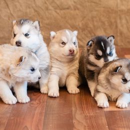 Siberian Husky Puppies from Pachodi Kennels