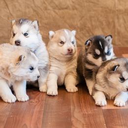 Siberian Husky Puppies from Pachodi Kennels