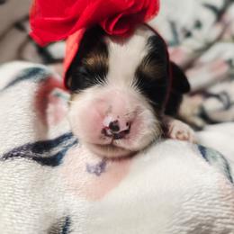 Rose - Tri-color female Cavapoo puppy in Roseville, California from Heavenly Goldendoodles