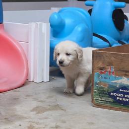 Kiara Boy 2 - Golden male Golden Retriever puppy in Niles, Michigan from Christiana Creek Goldens