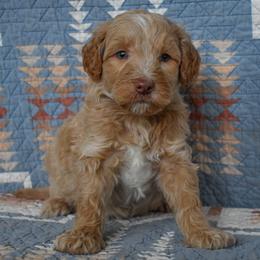 Dillon - Apricot male Goldendoodle puppy in Macedon, New York from Toodles Goldendoodles