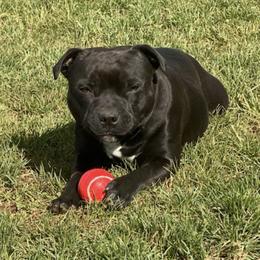 Staffordshire Bull Terriers from Mary's Staffordshire Bull Terriers