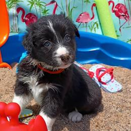 (Avani) Nala - Black and white female Border Collie puppy in Max, Nebraska from Stag Valley Homestead