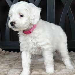 Feta - Parti female Goldendoodle puppy in Florence, South Carolina from Candy Doodles
