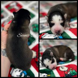 Linus - Silver and white male Pomsky puppy in Rossville, Georgia from Scenic City Pomskies